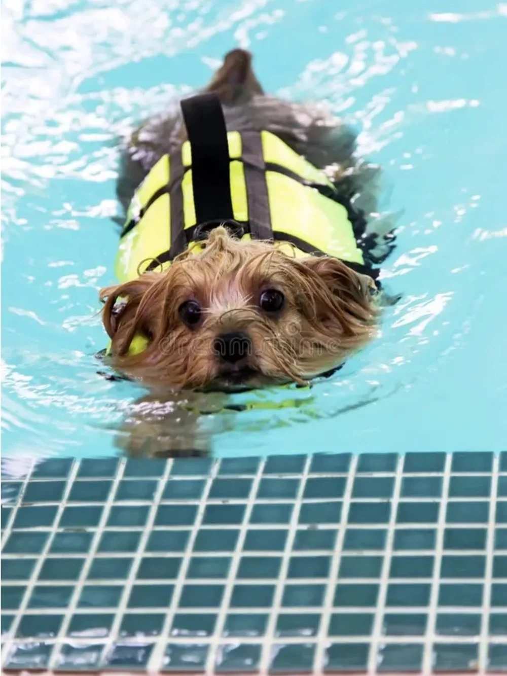 Pet High-Visibility Orange Life Jacket with Reflective Straps